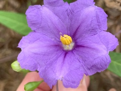 Solanum laciniatum