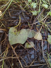 Ornduffia reniformis