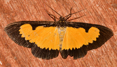 Xanthyris flaveolata