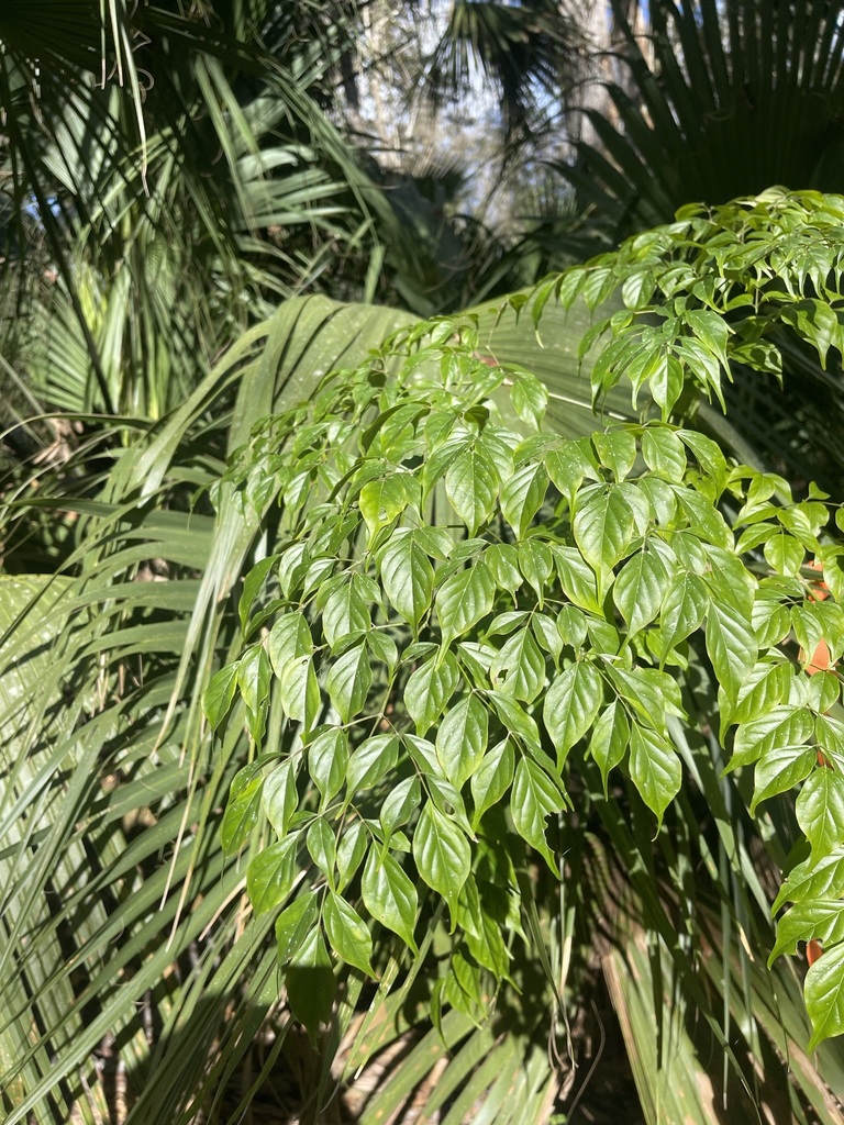 Hạnh Phúc – Radermachera sinica