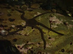 Ophioderma panamense