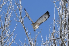 Buteo jamaicensis