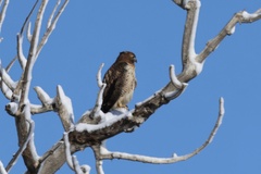 Buteo jamaicensis