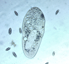 Paramecium
