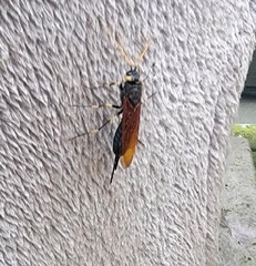 Urocerus californicus