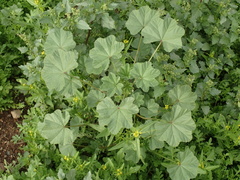 Malva parviflora