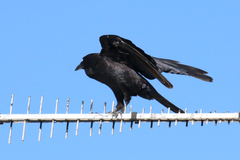 Corvus coronoides