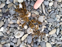 Sargassum sinclairii