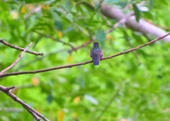 Lampornis viridipallens