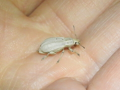 Compsus auricephalus