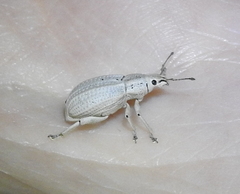 Compsus auricephalus