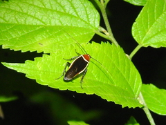 Pseudomops septentrionalis