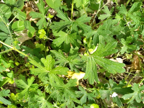 Image of Geranium gardneri by (c) Leon Perrie, some rights reserved (CC BY)