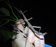 Megaphasma denticrus