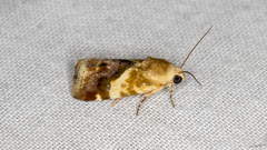 Acontia detrita