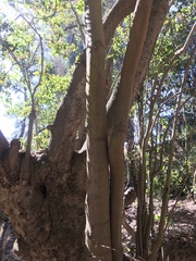 Beilschmiedia miersii