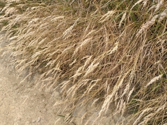 Rytidosperma caespitosum