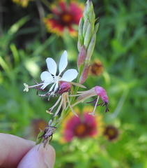 Oenothera suffulta