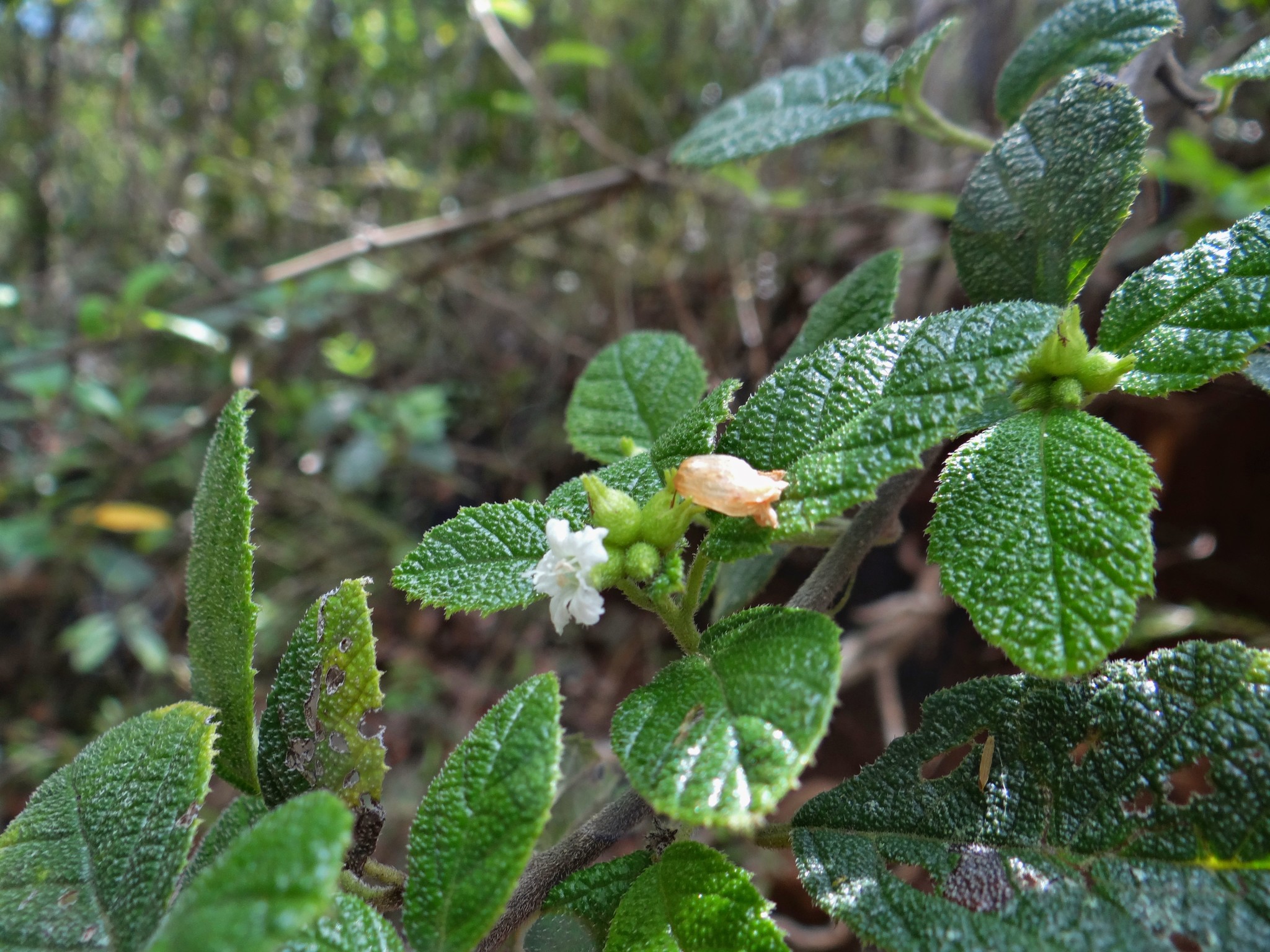 Varronia lima