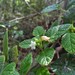 Varronia lima - Photo 由 Jose Alicea 所上傳的 (c) Jose Alicea，保留部份權利CC BY-NC