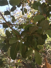 Beilschmiedia miersii