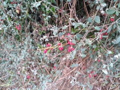 Chenopodium triandrum