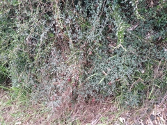 Chenopodium triandrum