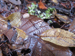 Collybiopsis quercophila