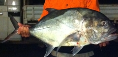 Caranx ignobilis