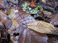 Collybiopsis quercophila