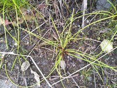 Isolepis prolifera
