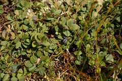 Vaccinium uliginosum
