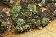 Endocarpon pallidulum