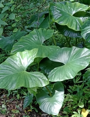 Alocasia macrorrhizos