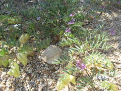 Astragalus nutans