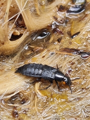 Creophilus oculatus