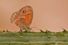 Coenonympha saadi