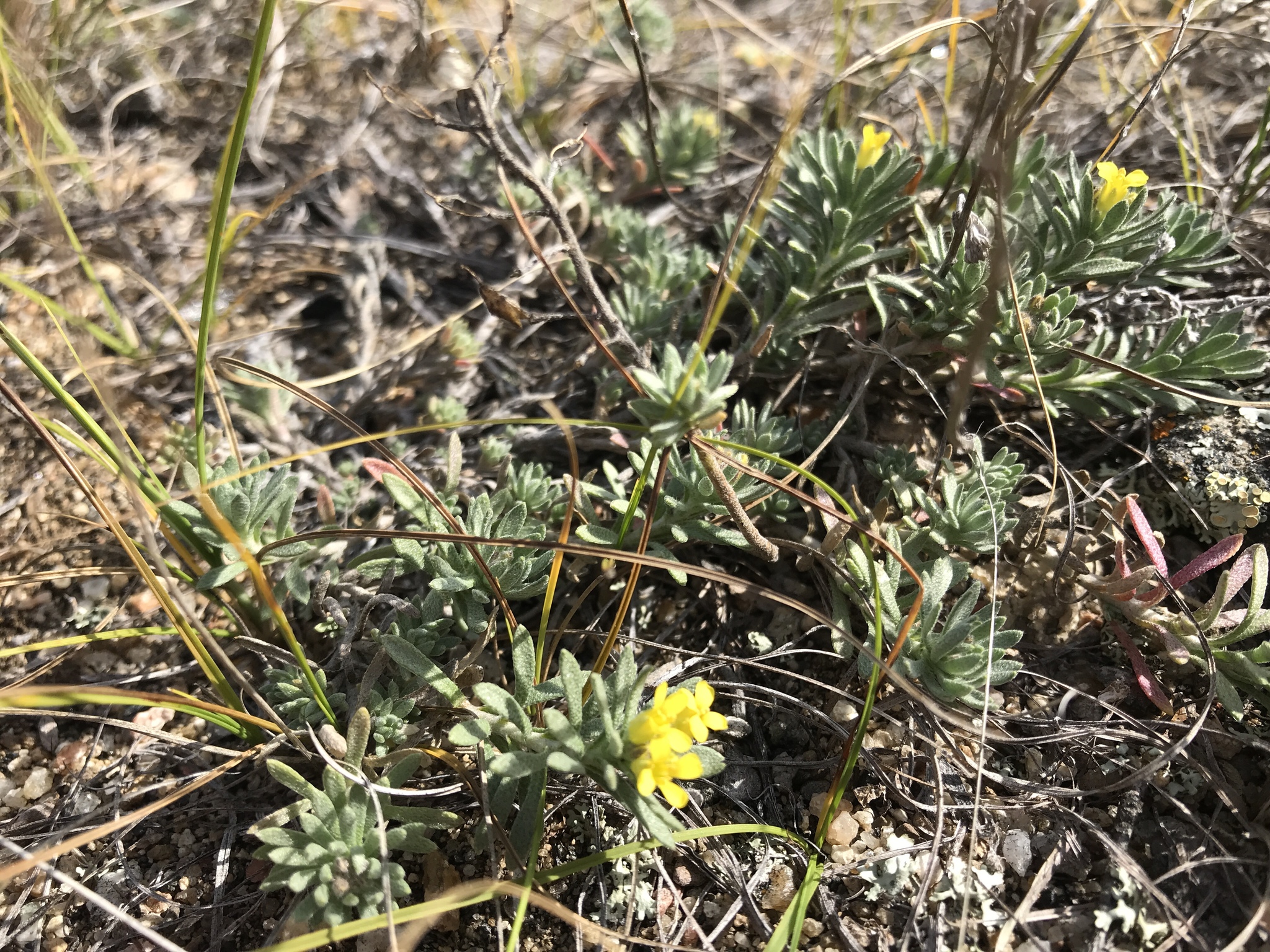 Alyssum lenense