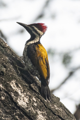 Dinopium benghalense