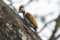 Dinopium benghalense