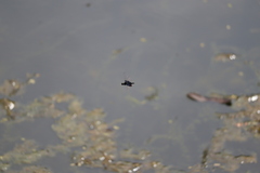 Rhyothemis triangularis