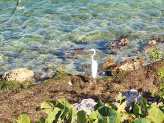 Ardea herodias occidentalis