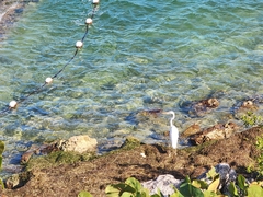 Ardea herodias occidentalis