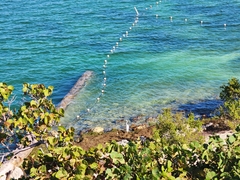 Ardea herodias occidentalis