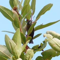 Oreothlypis superciliosa