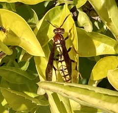 Polistes myersi