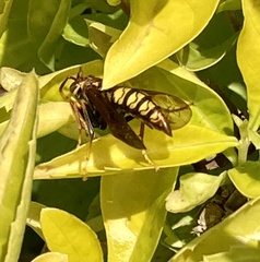 Polistes myersi