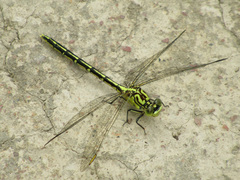 Austrogomphus guerini