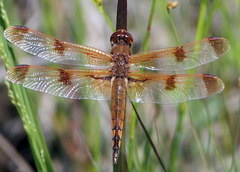 Libellula semifasciata