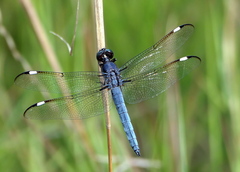 Libellula cyanea